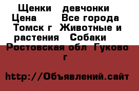 Щенки - девчонки › Цена ­ 2 - Все города, Томск г. Животные и растения » Собаки   . Ростовская обл.,Гуково г.